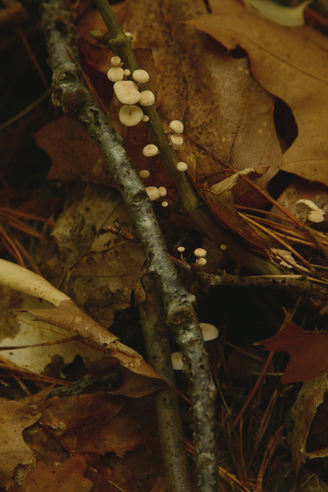 paddenstoelen op een tak