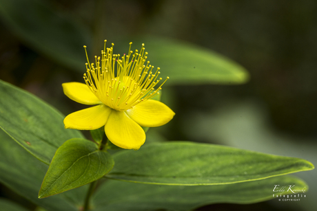 Mansbloed (Hypericum androsaemum