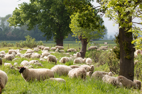 Natuurlijke grasmaaiers