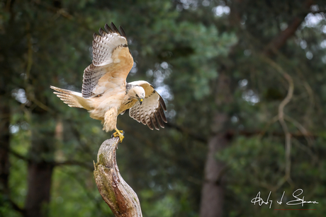 buizerd