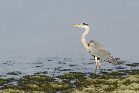 Blauwe Reiger