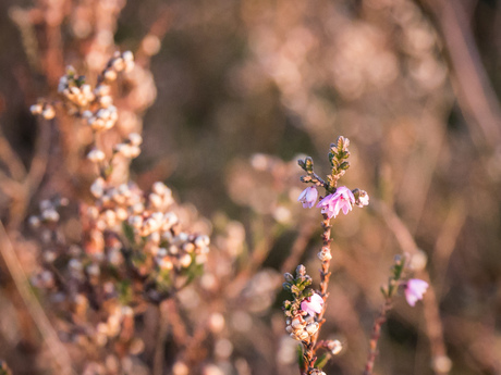 De laatste heidebloemen