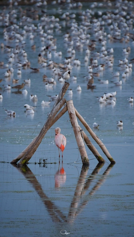 Flamingo broedseizoen bij de meeuwenkolonie