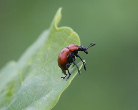 eikenbladrolkever