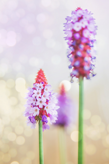 puntmutsjes in mijn tuin