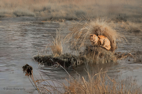 Ijs , zon en privè plek.