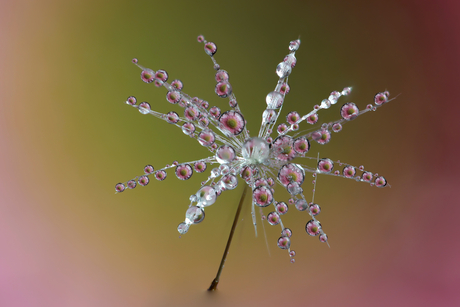 Paardenbloem zaadje met waterdruppels