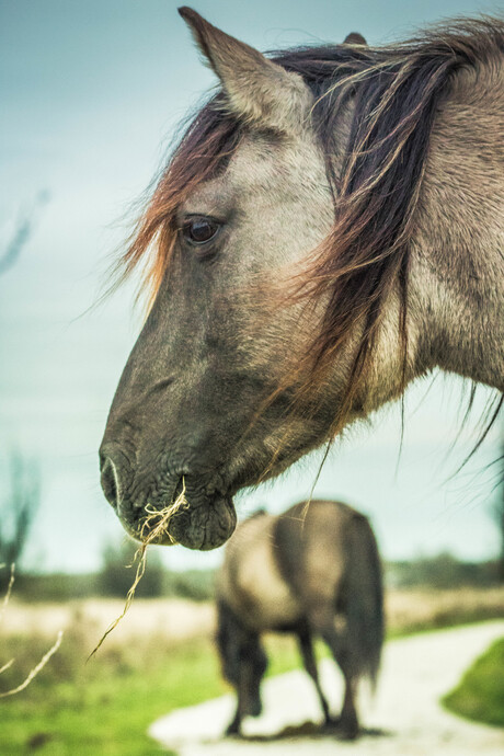 Konikspaarden Oostvaardersplassen