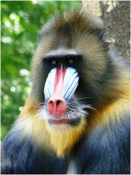 kleurrijke aap