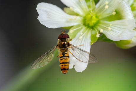 Heel kleine Bij op nog kleiner bloemetje