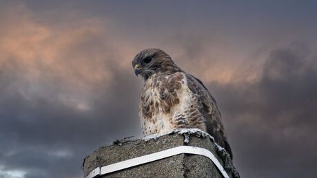 Buizerd