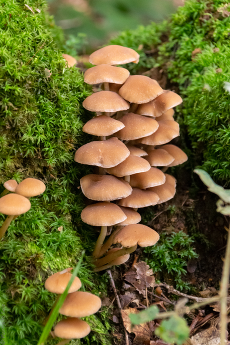 clustertje paddenstoelen