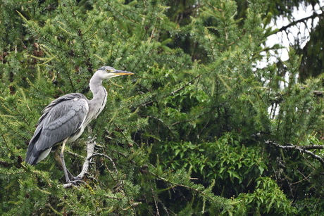 Reiger in de boom