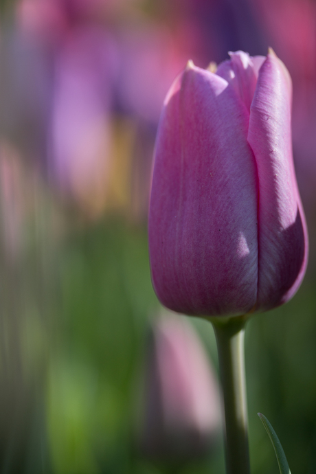 Tulp paars