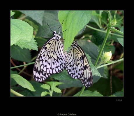 Idea leuconoe