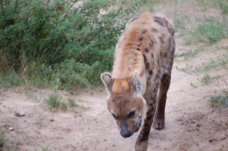 Hyena