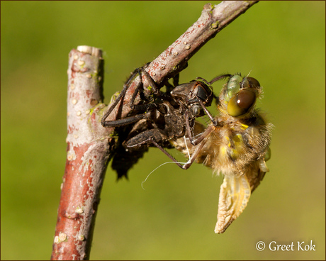 Uitsluipende Viervlek Libel