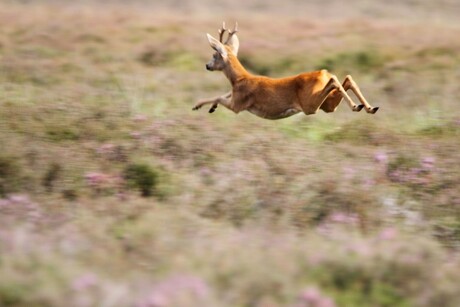 Snel weg hier!