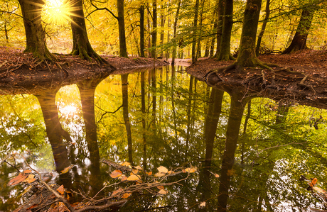 Herfst in Leuvenumse Bos