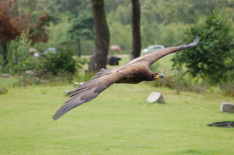 Roofvogel