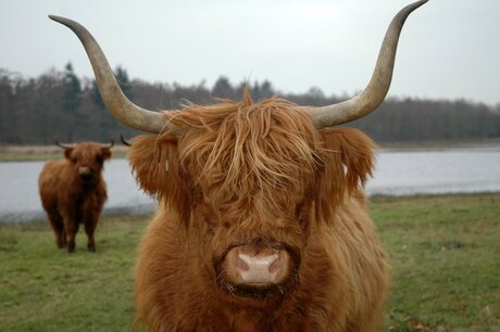 Schotse Hooglander