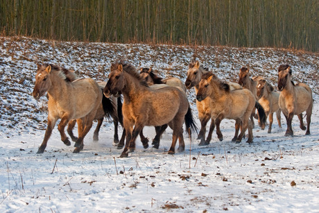 Konikpaarden in galop