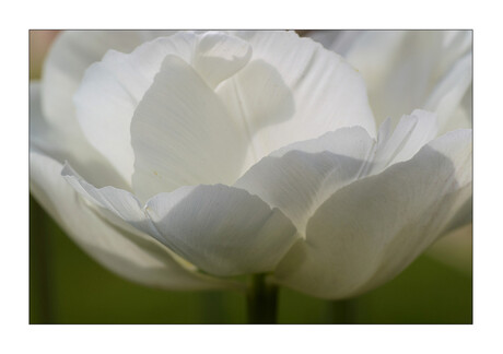 Tulp in tegenlicht