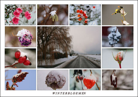 Winterbloemen