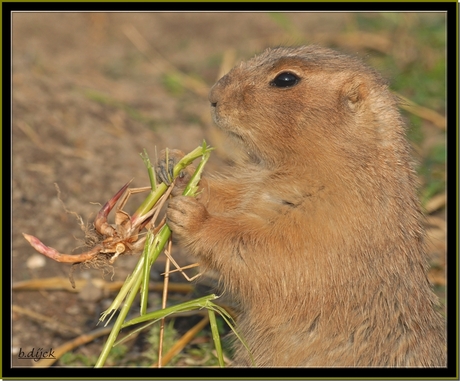 Mmm dat gras smaakt heerlijk...