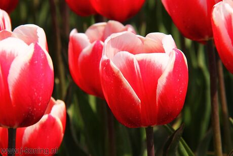 Tulpen