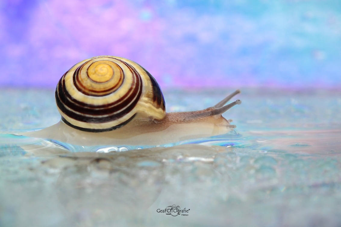 Slowly in Colours* - Slak 
in eigen tuin...
water.. kleuren...
langzaam
vooruit !! - foto door GeaFotografie op 23-07-2020 - deze foto bevat: water, regenboog, slak