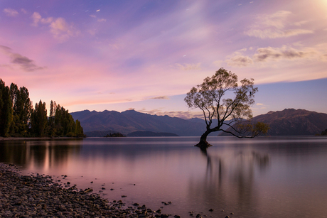 Cotton Candy Wanaka Tree