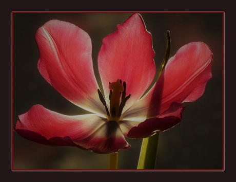 vALENTIJNS TULP VOOR