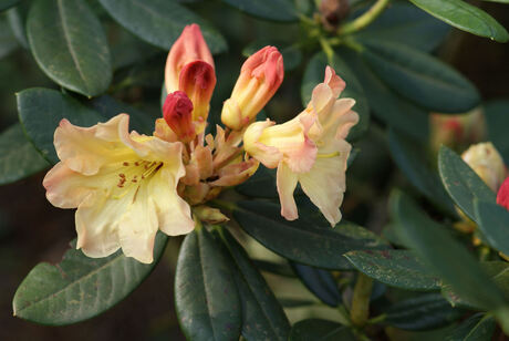 rododendron