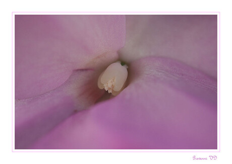 Soft purple flower