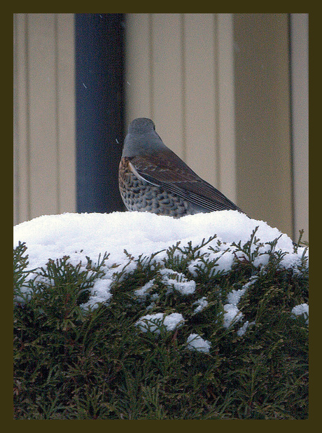 Vogel in en om het huis