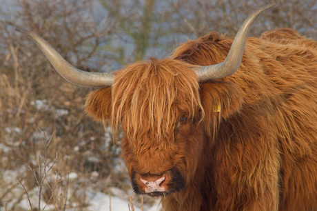 Schotse hooglander bij Lentevreugd