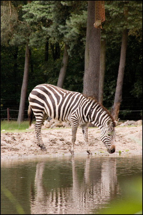 Burgers Zoo