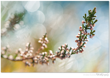 Heathland in Autumn