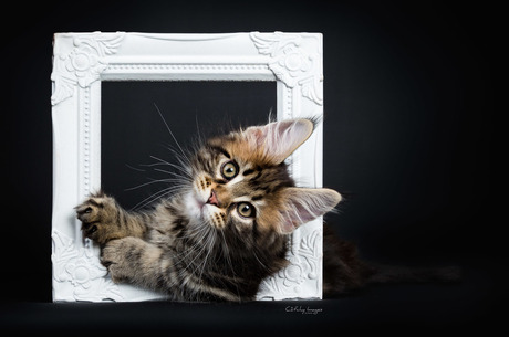 Kiyaras MagNificent - the Art of Kitten