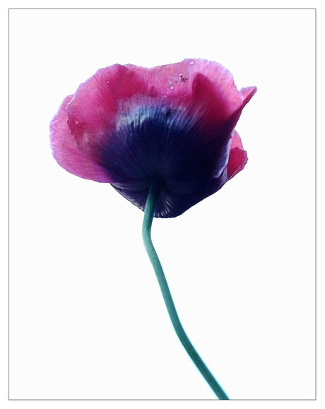 papaver