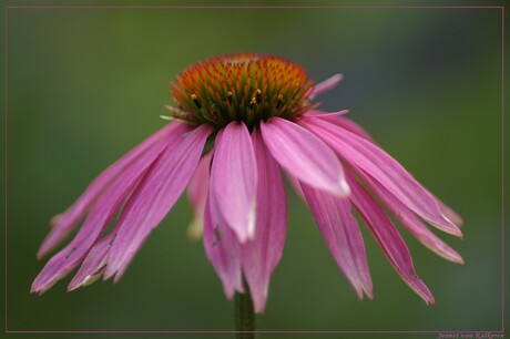 pretty flower