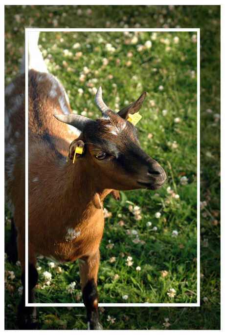 Sunny goat