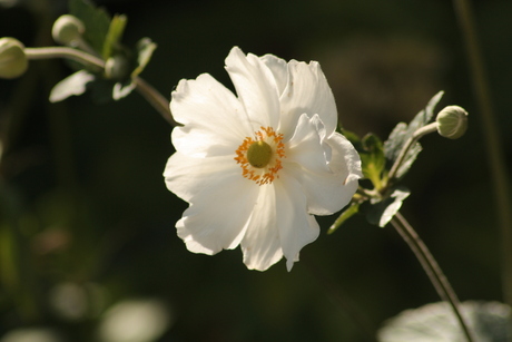White flower in the sun