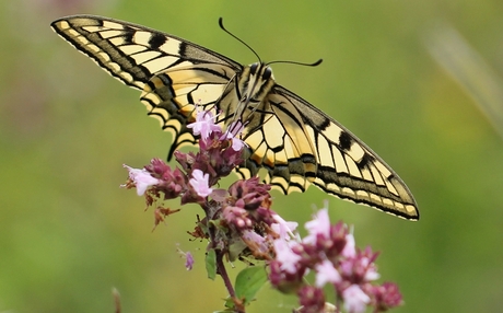 Koninginnenpage (Papilio machaon)