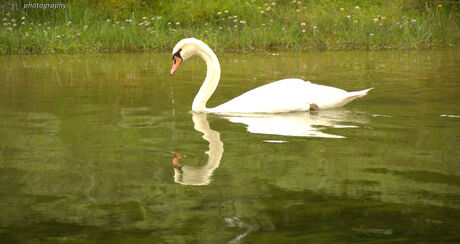 Witte Zwaan