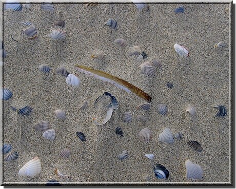 Schelpjes op Texel