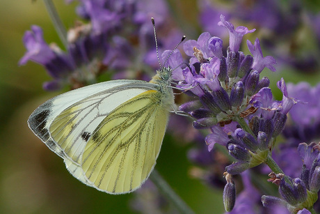 Ook vlinders houden van nectar