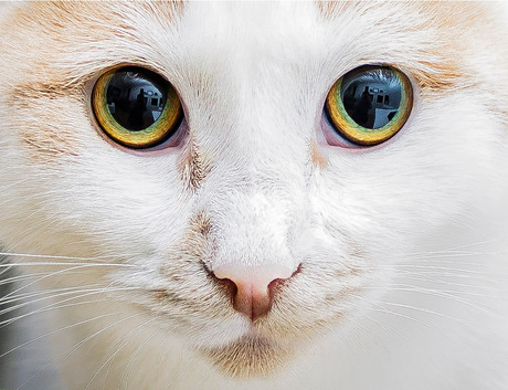 The eyes of a cat