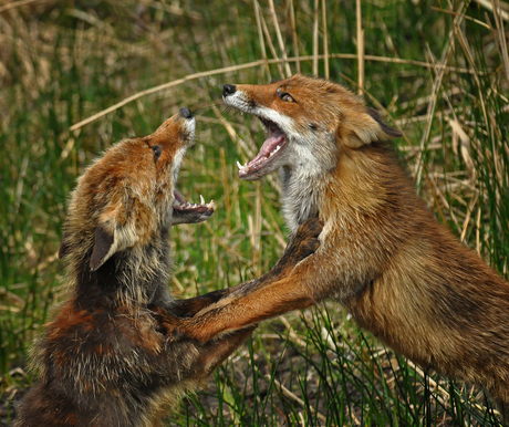 Herrie in de AWD